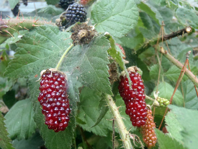 Blackberry Dessert