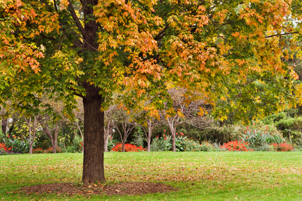 Fall Gardening Tips