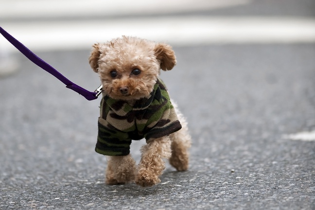 Penny, Blake Lively's Maltipoo