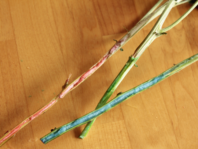 COLORED STEMS