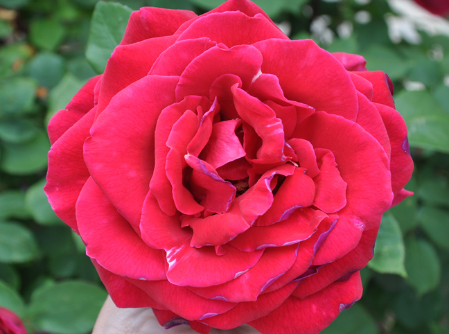 pink rose in full bloom