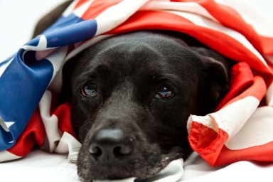 Dog wrapped in American Flag