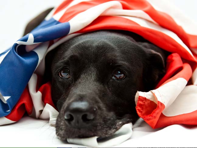 Dog wrapped in American Flag