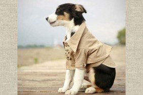 dog in trench coat
