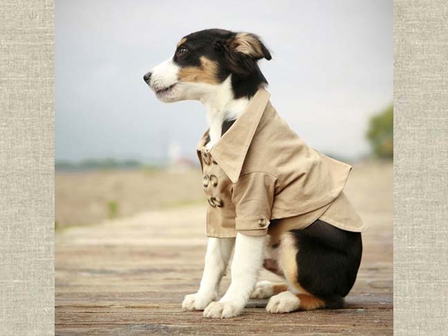 dog in trench coat