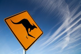 Koala Crossing Sign