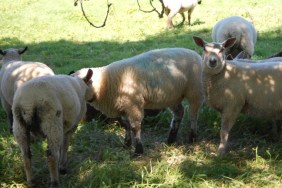 sheep