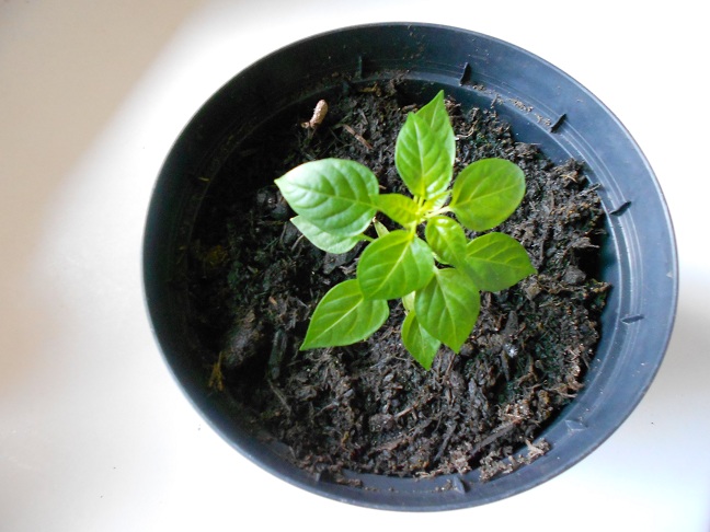 Growing Chili Plants: Baby Chili Seedling