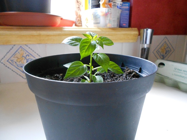 Growing Chili Plants - Step 5