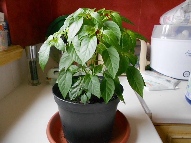 Chili Plant - Step 6