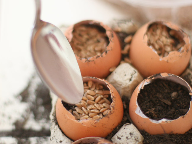 DIY Holiday: Wheat Grass Eggs