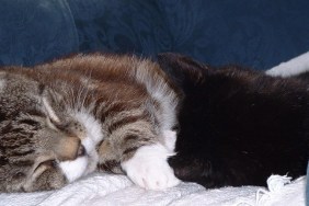two cats sleeping
