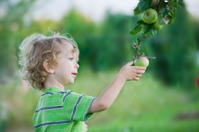 Apple Picking with Kids