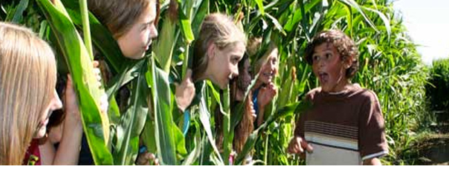 Corn Maze 2