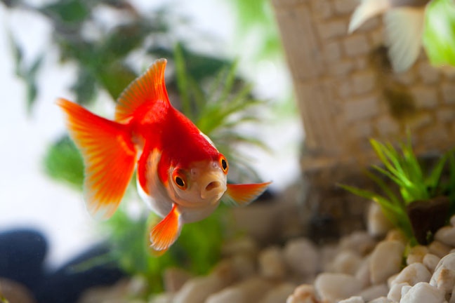good-pets-for-kids-goldfish