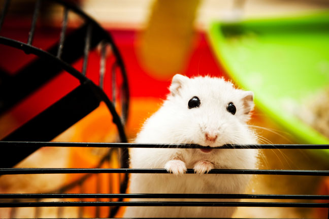 good-pets-for-kids-hamster-guinea-pig