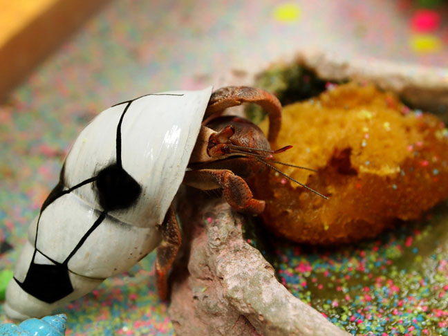 good-pets-for-kids-hermit-crab