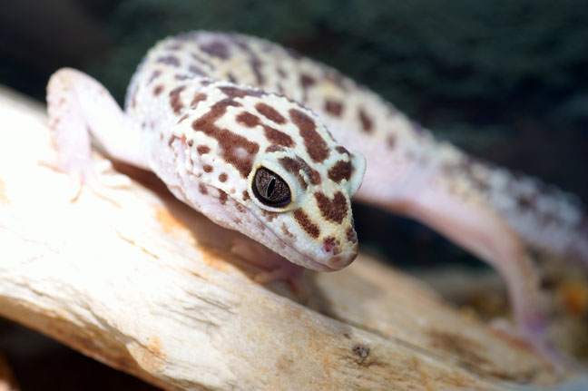 good-pets-for-kids-leopard-gecko