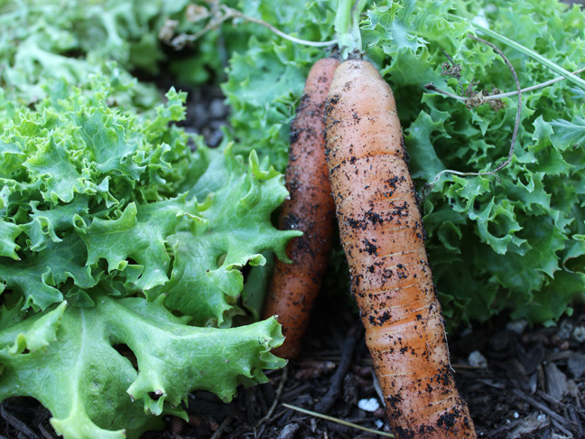 grow-your-own-carrots