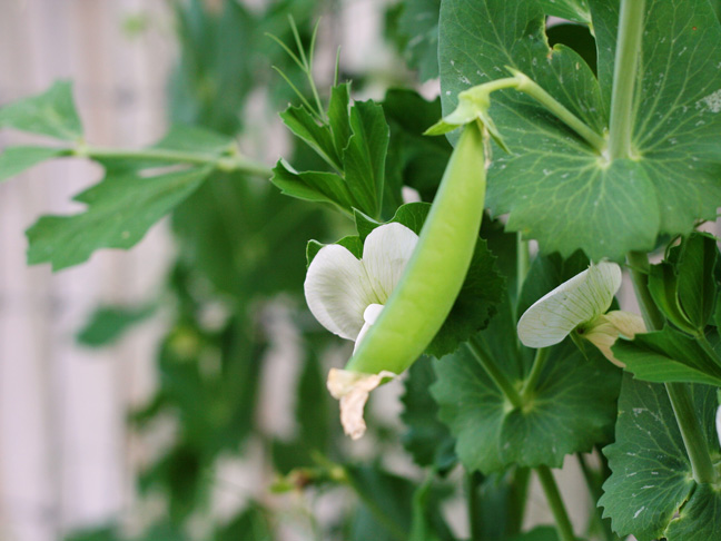 grow-your-own-peas