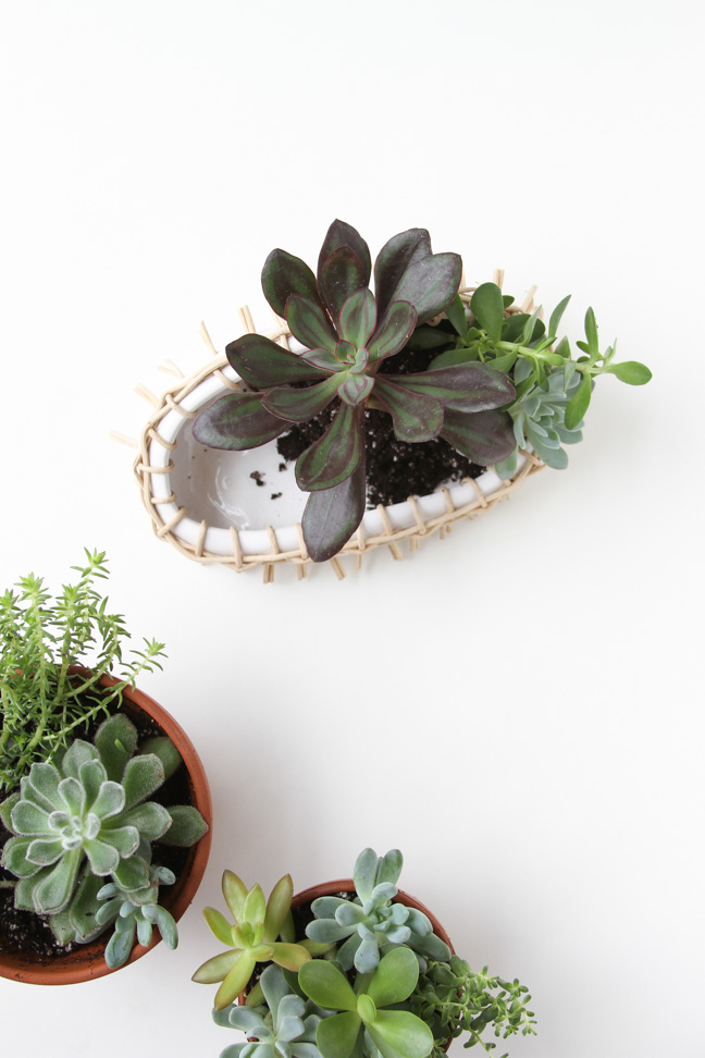 gift-idea-for-someone-with-a-green-thumb