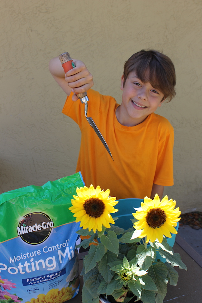 boy planting sunflowers with miracle gro
