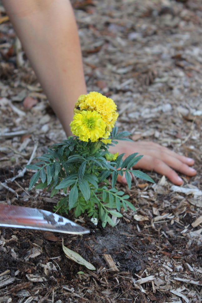 hands planting flower in ground