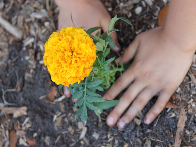 hands planting flower in ground