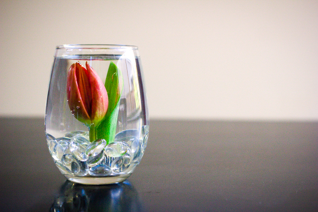 submerged red tulip