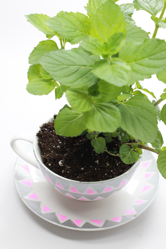 Design Your Own DIY Motherâs Day Teacup Garden
