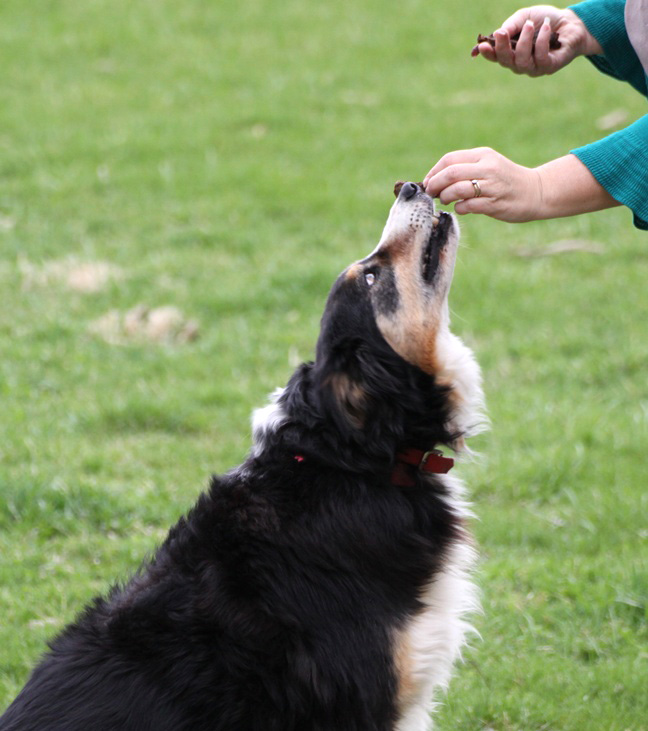 dog beef jerky treats final 2