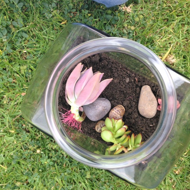 DIY-snail-terrarium.3