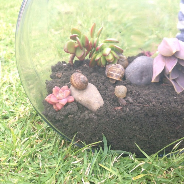 DIY snail terrarium