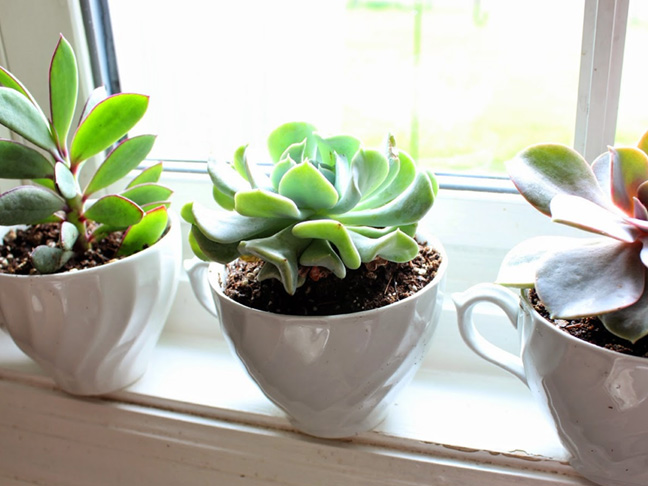 teacup succulents plant with kids