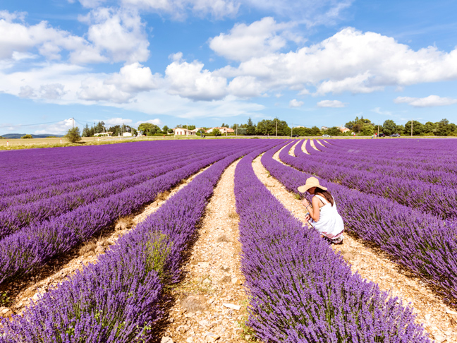 lavender-farm