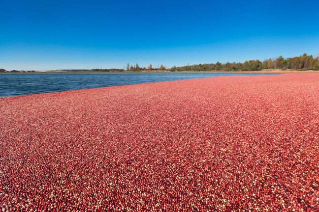 wisconsin-cranberry-bog