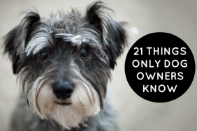 21 Things Only Dog Owners Know is a funny list all dog lovers can relate to on @ItsMomtastic