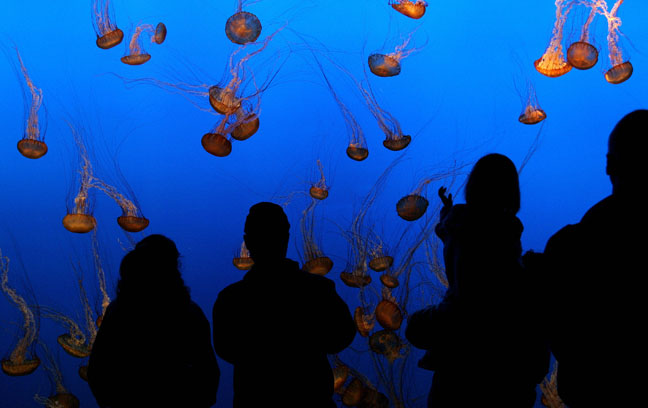 Families enjoy looking at jellyfish duri