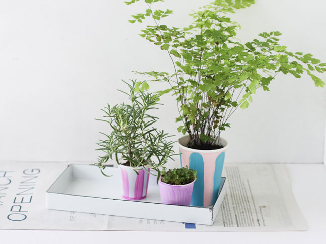 Step 4: Add Plants to Tray