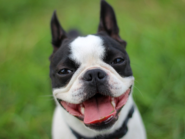 Place names deals for dogs