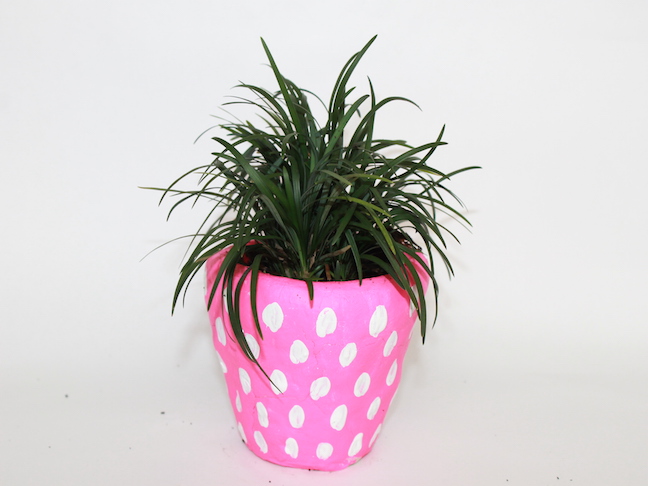 pink pot white dots plant