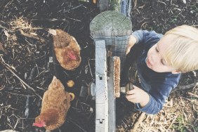 Keeping Chickens as PETS
