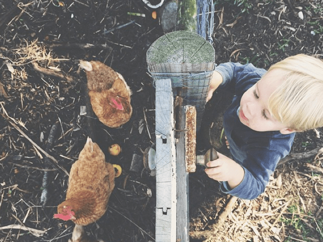 Keeping Chickens as PETS