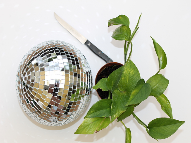disco ball knife plant