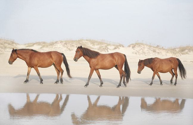 Currituck National Wildlife Refuge / Outerbanks North Carolina /  OBX