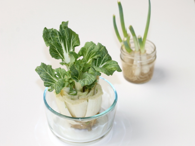 growing bok choy in kitchen
