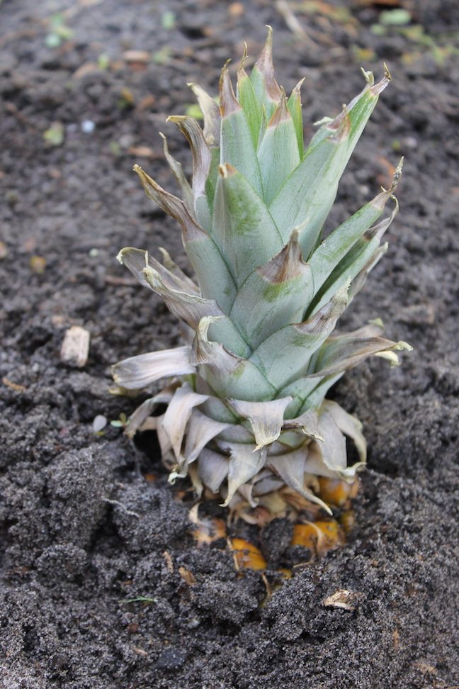 pineapple growing in the ground