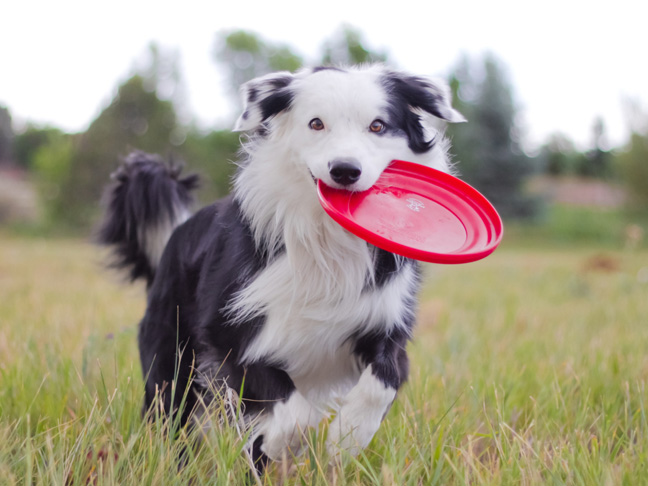 Dog Games: 15 Minute Games to Play With a Dog