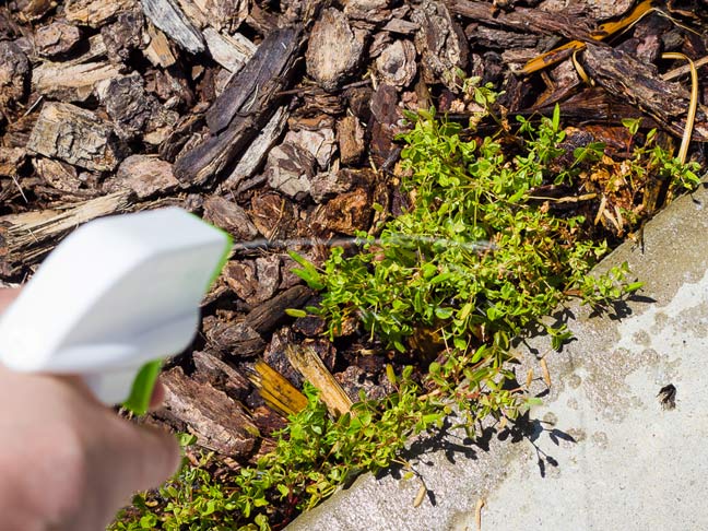 spraying weeds with spray bottle