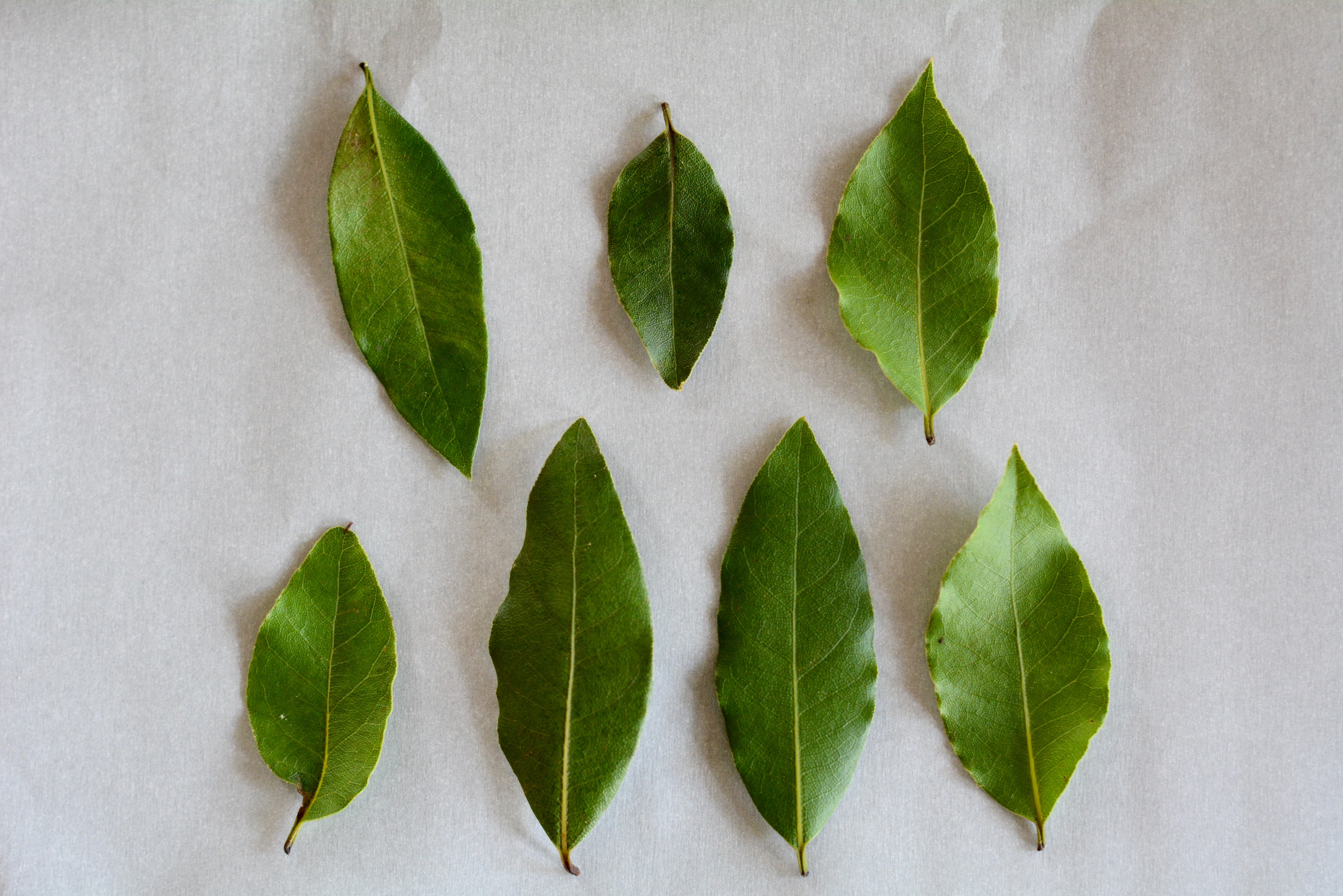 dried herb leaves